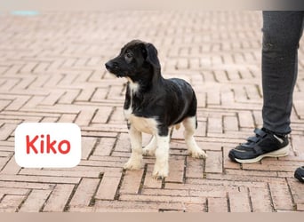 Kiko – auf geht’s,- ab nach Hause…….