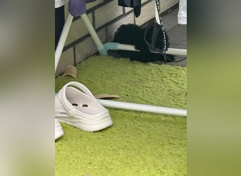 - „Wunderschöne Toypudel-Welpen mit asiatischer Linie suchen liebevolles Zuhause!“