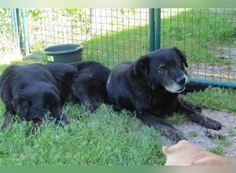 Lee sucht ein neues Zuhause