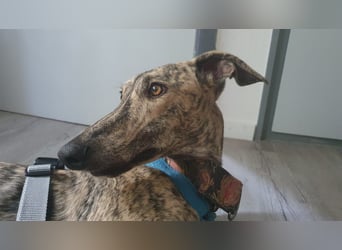 Toni, sucht ein liebevolles Zuhause