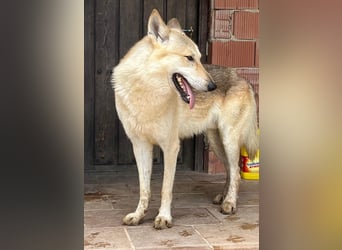 LOBO-Zuhause für besonderen, außergewöhnlichen, faszinierenden Hundebub wartet auf „seine Menschen“.