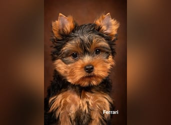 Exklusiver Reinrassiger Yorkshire Terrier Welpe Junge (Show-Class Hund)