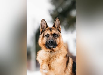 Tolles Zuhause für Muchtar gesucht
