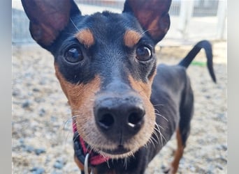 Max, Pinscher, geb. 2014, unternehmungslustiger Senior su. verständnisvolles Zuhause