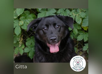Gitta: Lebensfreude auf vier Pfoten