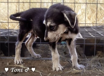 Teddy und seine Geschwister suchen ab September ein Zuhause