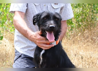 Costa, Mix Schnauzer / Podengo, lieb und sozial