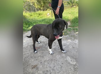 Giona – ein Hund und Gentleman!