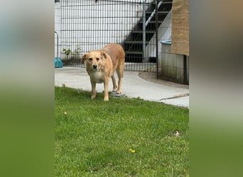 ♥LINETT♥ neu auf Pflegestelle bei Köln - süße, ruhige, unkomplizierte Hündin 52 cm