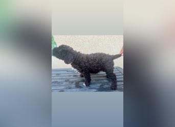 Lagotto Romagnolo Welpen reinrassige