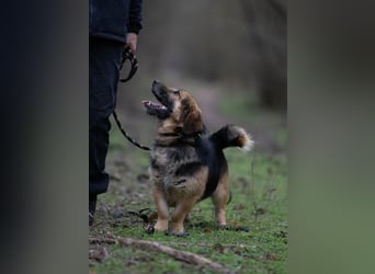Lui – entspannter Dackel-Mix sucht sein Glück!
