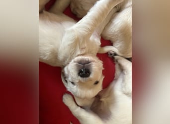 Zuckersüße Golden Retriever Welpen