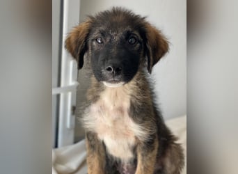 Moglito, geb. ca. 03/2025, lebt in GRIECHENLAND, im städt. Tierheim Serres