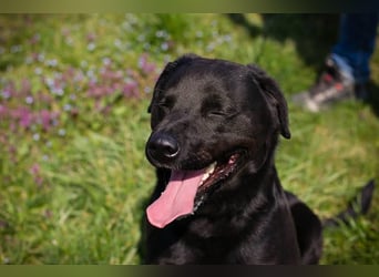 IVAR - Warum nicht einfach mal eine schwarze Fellnase adoptieren? Lieber Rüde sucht aktive Familie!