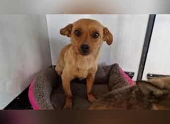 GWENDOLYN ❤️ Eilig! sucht Zuhause oder Pflegestelle