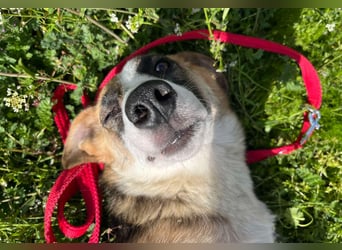 Hundeherz  sucht Familienglück 