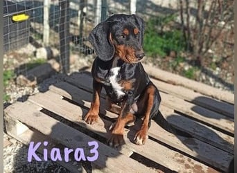 Kiara3 03/2022 (GRC) - verspielte und verschmuste, bildhübsche junge Hündin!