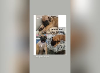 Deutsche Doggen Welpen US Linie Sonderfarben