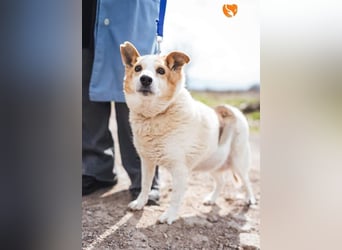 Mila - eine liebevolle Seniorin sucht warmes Körbchen aktuell in 58511 Lüdenscheid