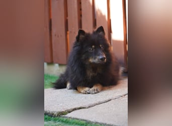 Theo SR – Schlauer Wirbelwind mit treuem Blick sucht aktives Zuhause