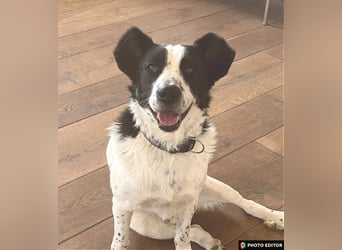 Frodo, pure Freude in schwarzweiß, PS in 86701 Rohrenfels