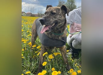 Gute-Laune-Luna ❤️ ein Schatz auf 4 Pfoten