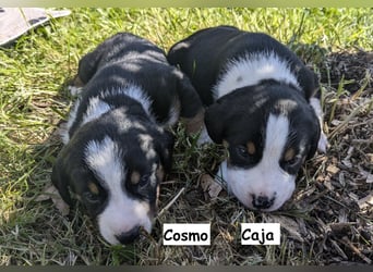 Appenzeller Sennenhund Welpen