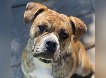 Continental Bulldog Hündin