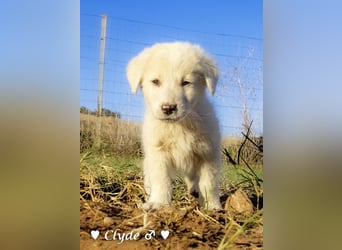 Ivy und Bonnie und Clyde suchen ein Zuhause