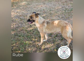Rube: Liebevolle Begleiterin
