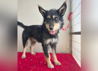 ❤️ süßes Pinsel-Öhrchen LEDI - 2 Jahre, 40cm/12kg - Schnauzer-Mix ❤️