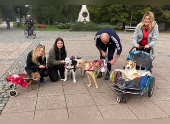 Rollihund KRUMEL - der zugängliche, brave Rüde sucht Menschen, die ihn trotz des Handicaps lieben!