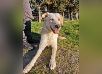 Dado – eine Familienhundehoffnung -