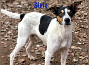 Sirio 04/2022 (ESP) - sozialer und unkomplizierter Ratonero Bodeguero Andaluz!
