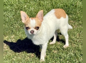Chihuahua Rüde 9 Monate alt mit Ahnentafel