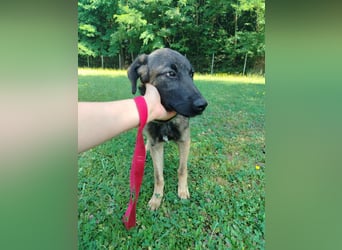 Toby junger Schäferhund Mischlingsrüde Mischling Rüde Junghund sucht Zuhause oder Pflegestelle