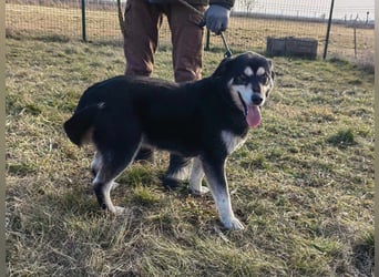 Nala, geb. 19.04.2021, 57cm, wünscht sich eine liebevolle Familie