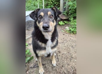 Simba, Kurzhaarcollie Mischling