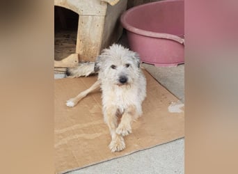 CHESTA sucht ein Zuhause