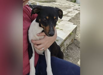 Rufus, wann bekommt er seine Chance?