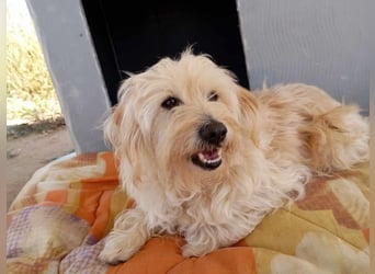 Jacky, entspannter Begleiter, ca. 8 Jahre, ca. 29 cm, ca. 8 kg *in 40764 Langenfeld*