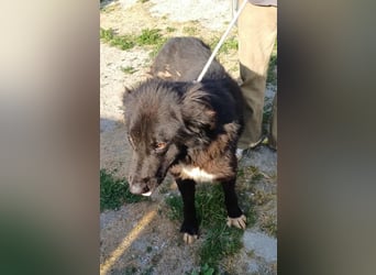 Paul - ein Ausnahmehund