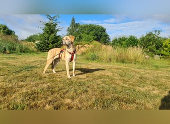 Pupcake Nala sucht ihre Familie