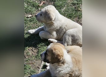 Mittelasiatischer Schäferhund mit stammbaum