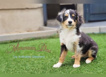 Miniature Australian Shepherd/Mini Aussie Welpen