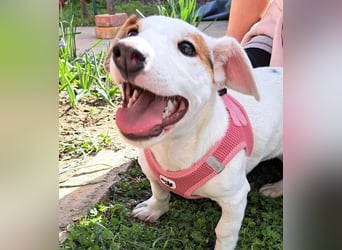 Sunny, fröhliches Hundemädchen sucht Familienanschluss