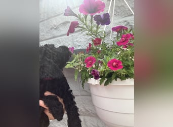 Wunderschöne Cockapoo/Cockerpoo Welpen