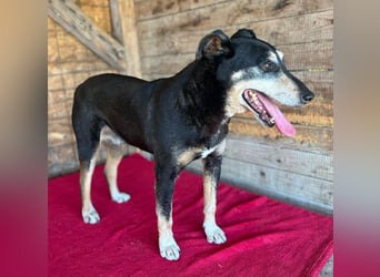 JANOSCH - traurige Geschichte - 13 Jahre, 45cm/15kg - Mischling
