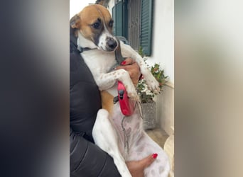 Chicca – eine neue Familie finden -