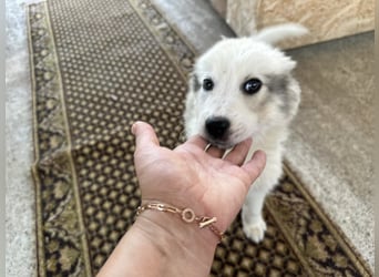 Louie – ein kleiner Schatz sucht seine Menschen